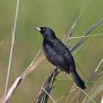 unicoloured_blackbird