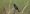 unicoloured_blackbird