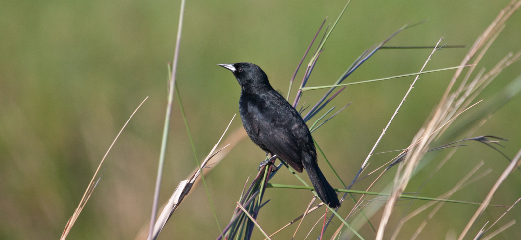 unicoloured_blackbird