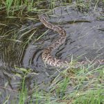 urutu_pitviper