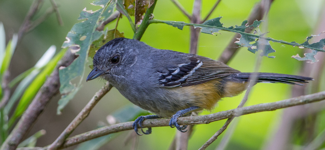 variable_antshrike