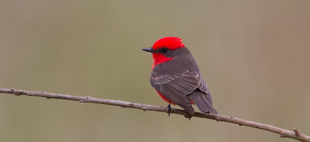 vermillion_flycatcher