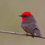 vermillion_flycatcher