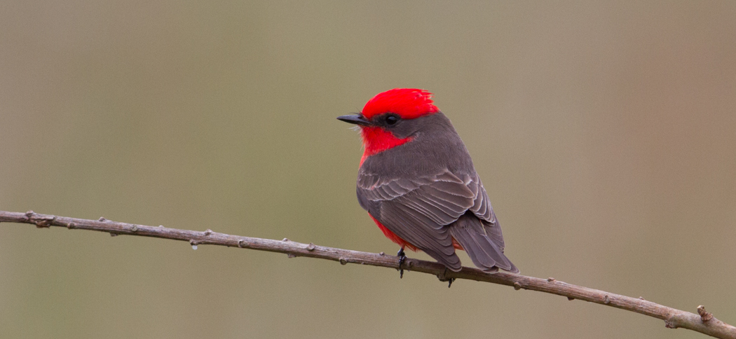 vermillion_flycatcher