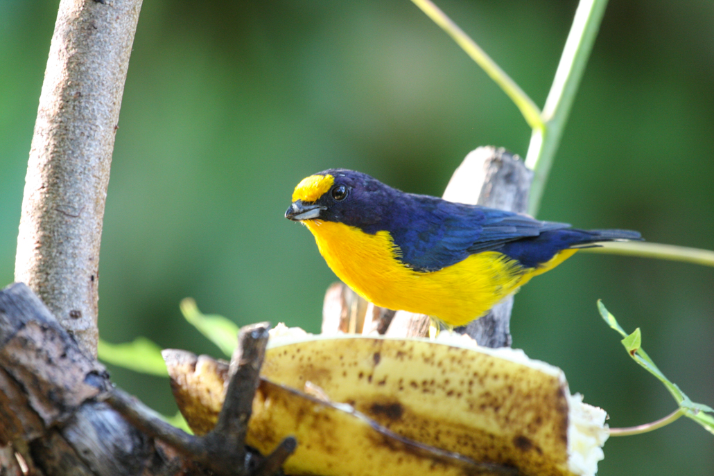 violaceous_euphonia
