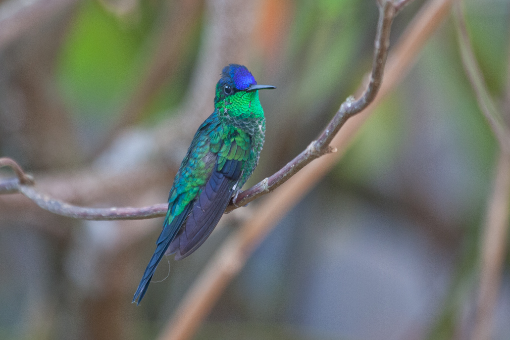 violet-capped_woodnymph