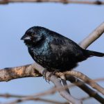 volatinero_1050x48420221204