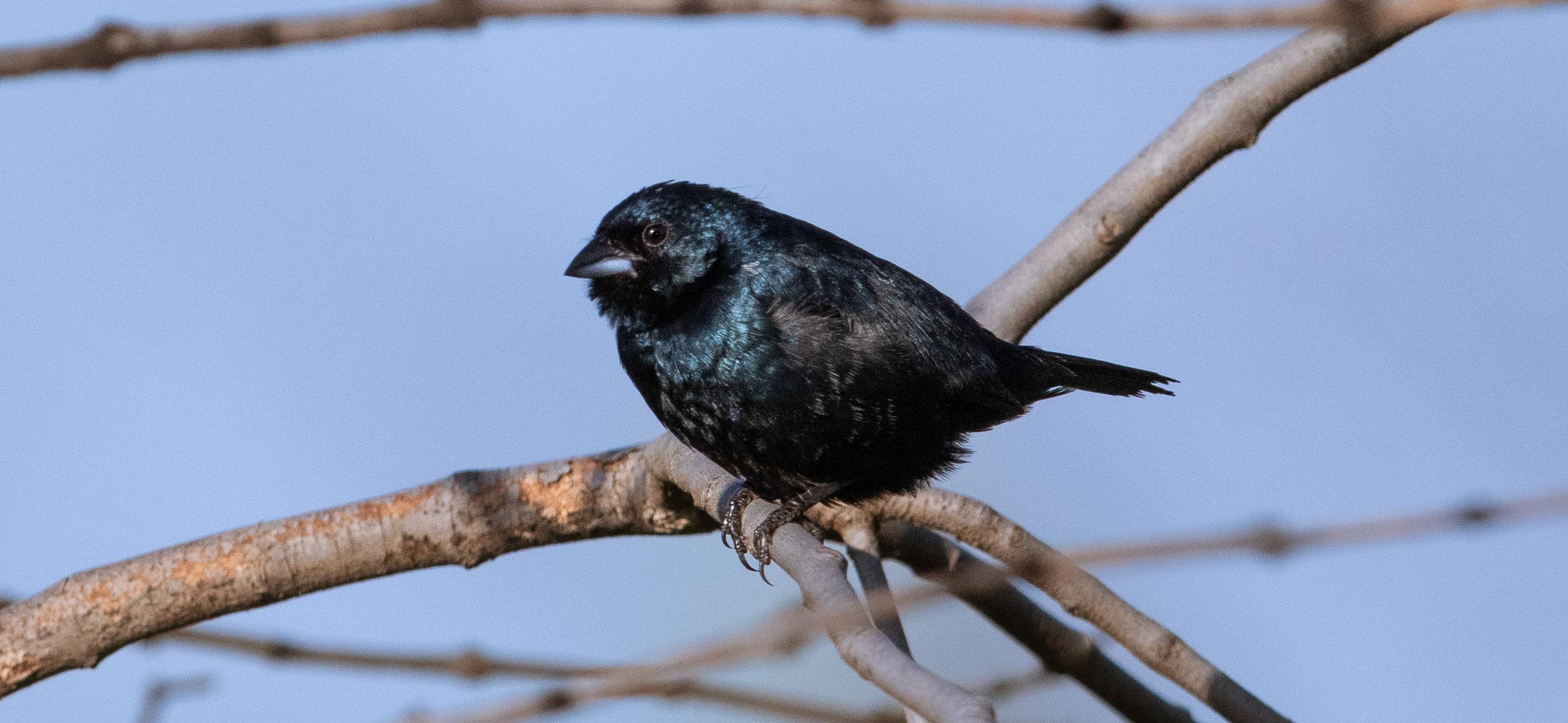 volatinero_1050x48420221204