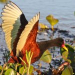 wattled_jacana