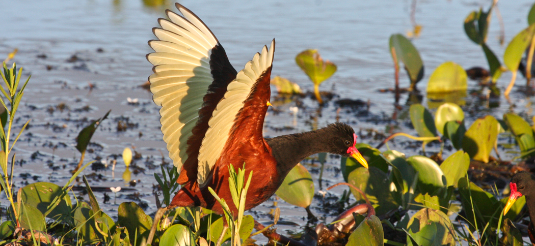 wattled_jacana