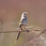 wedge-tailed_grassfinch