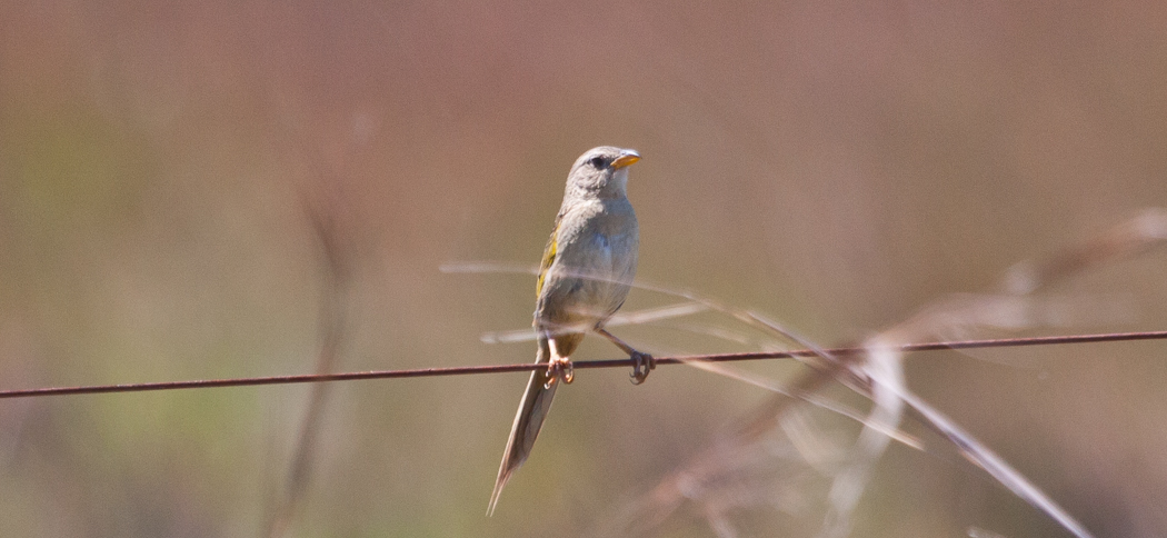 wedge-tailed_grassfinch