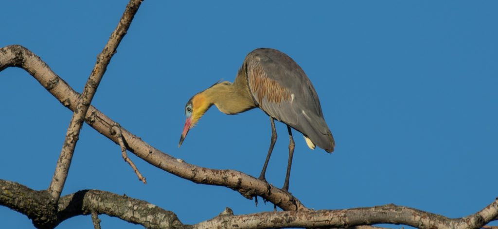 whistling_heron