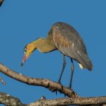 whistling_heron