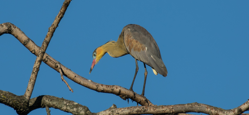 whistling_heron