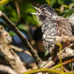 white-barred_piculet