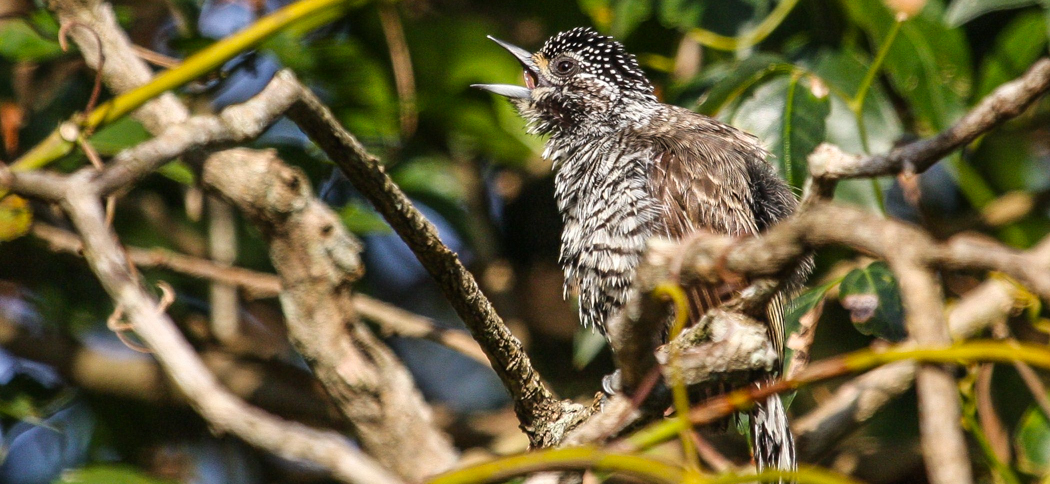 white-barred_piculet