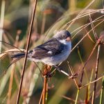 white-bellied_seedeater