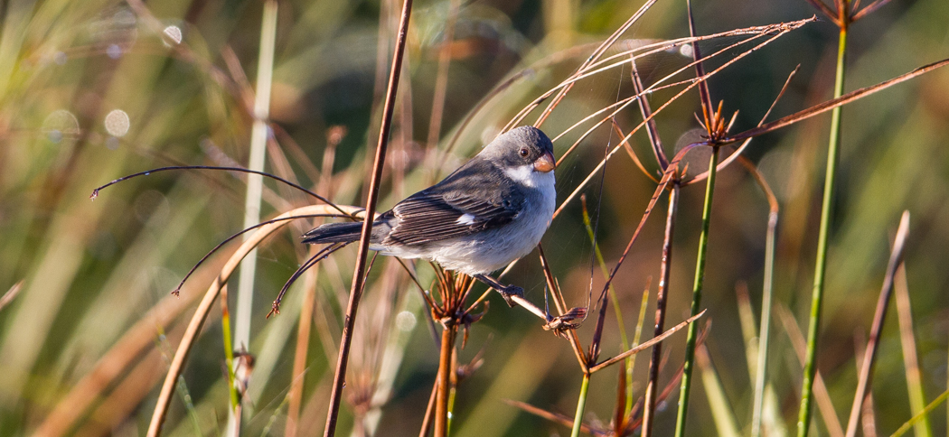 white-bellied_seedeater