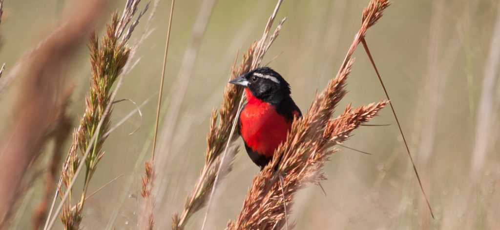 white-browed_blackbird