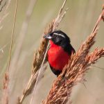 white-browed_blackbird