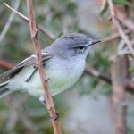 white-crested_tyranulet