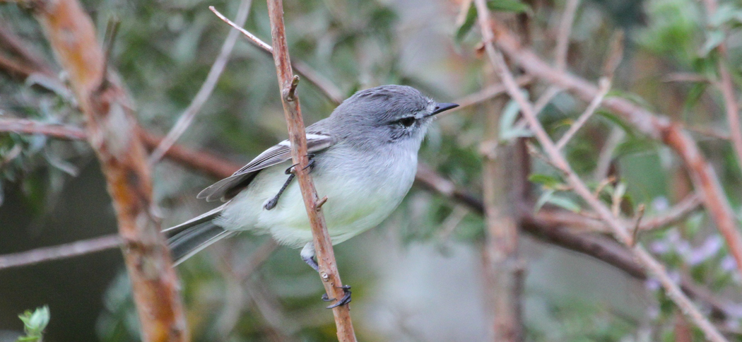 white-crested_tyranulet