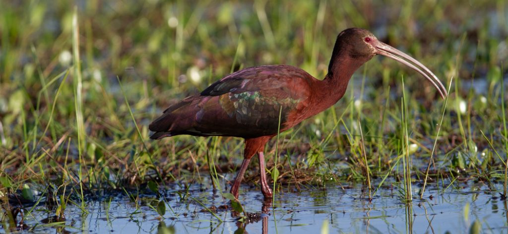 white-faced_ibis
