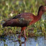 white-faced_ibis