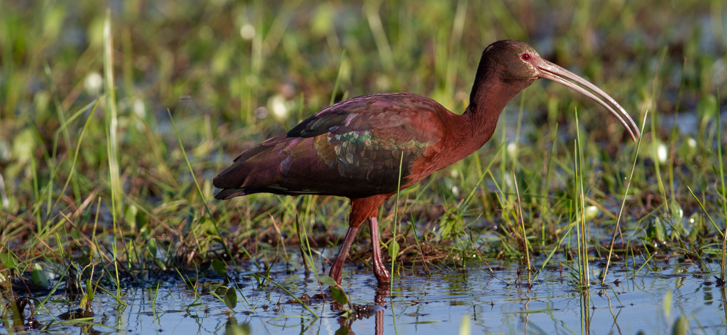 white-faced_ibis