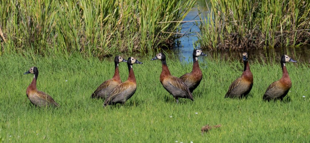 White-faced Whistling Duck