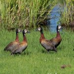 White-faced Whistling Duck