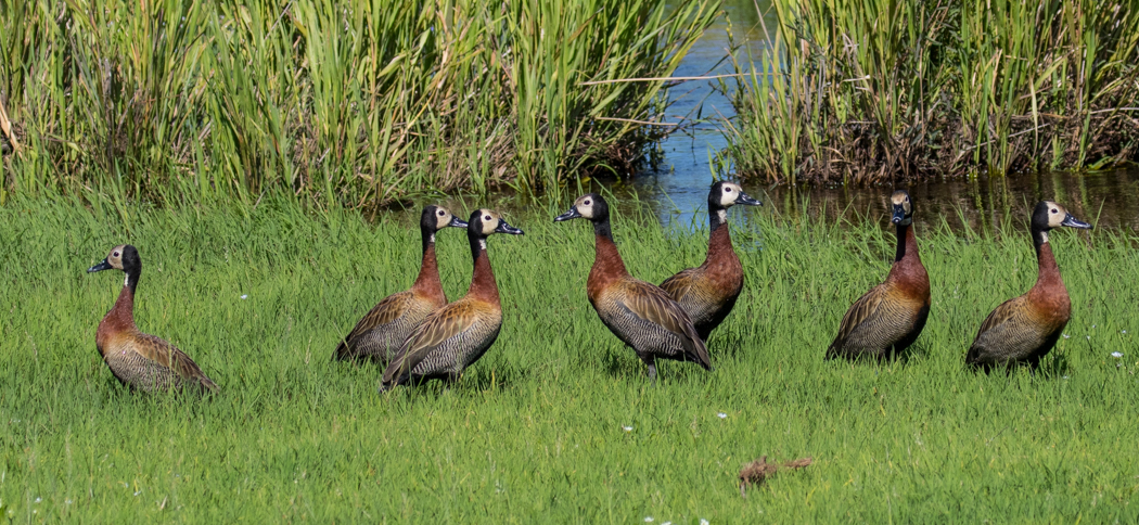 White-faced Whistling Duck