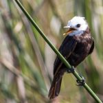 white-headed_marsh_tyrant
