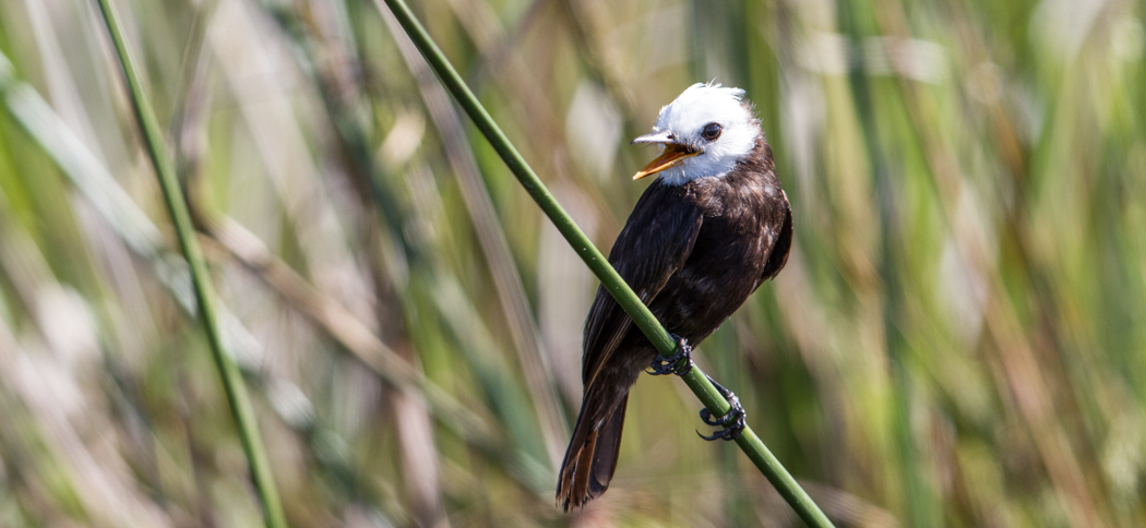 white-headed_marsh_tyrant