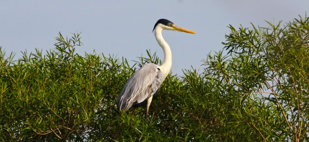 white-necked_heron