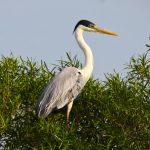 white-necked_heron