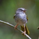 white-rimmed_warbler3