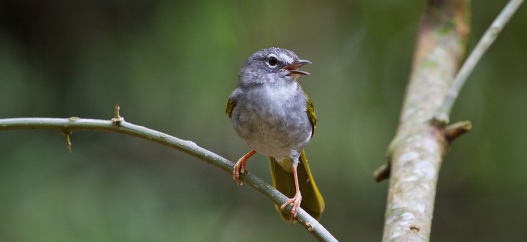 white-rimmed_warbler3