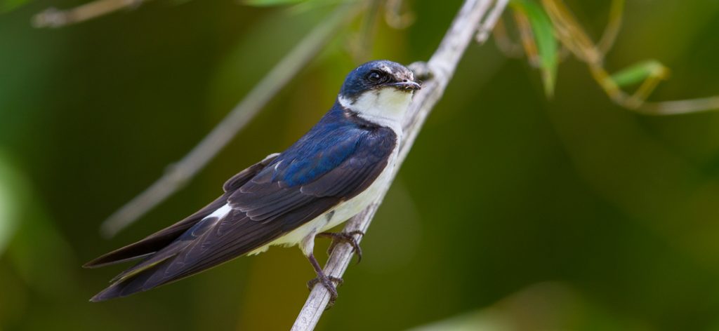 white-rumped_swallow