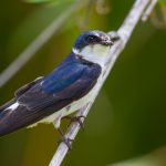 white-rumped_swallow