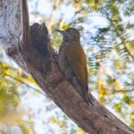 white-spotted_woodpecke