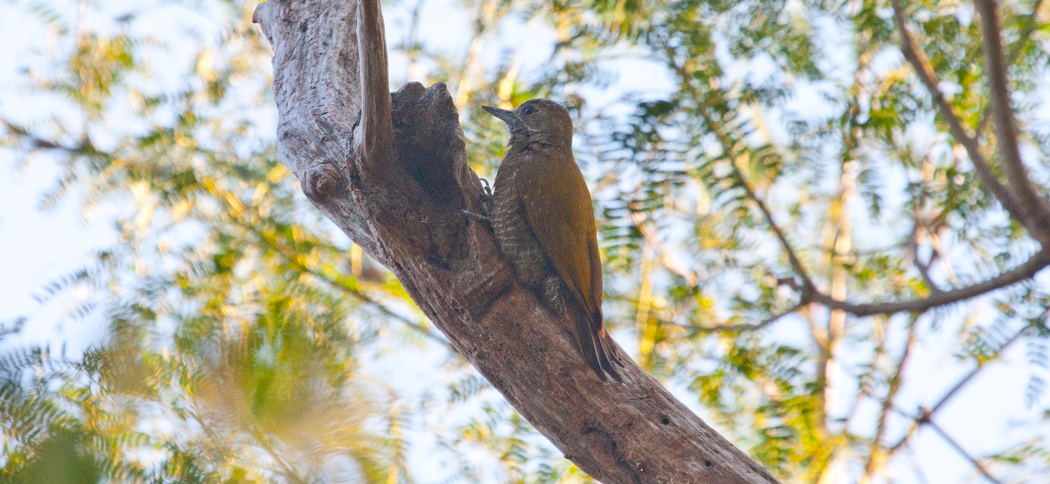white-spotted_woodpecke