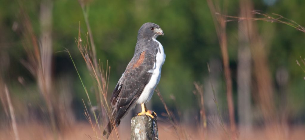 white-tailed_hawk