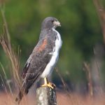 white-tailed_hawk