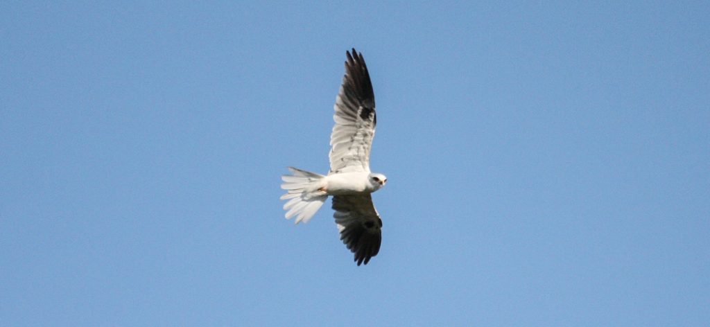 white-tailed_kite