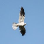 white-tailed_kite
