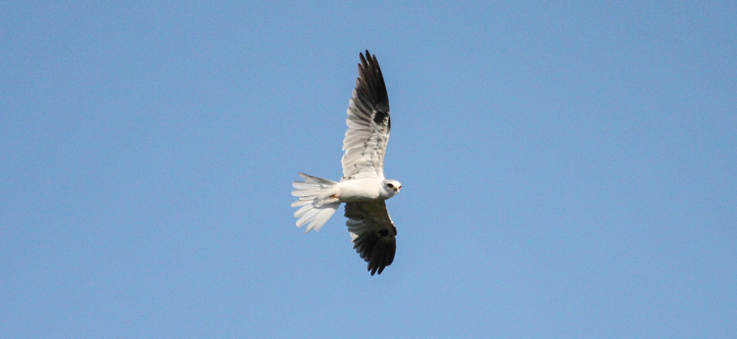 white-tailed_kite