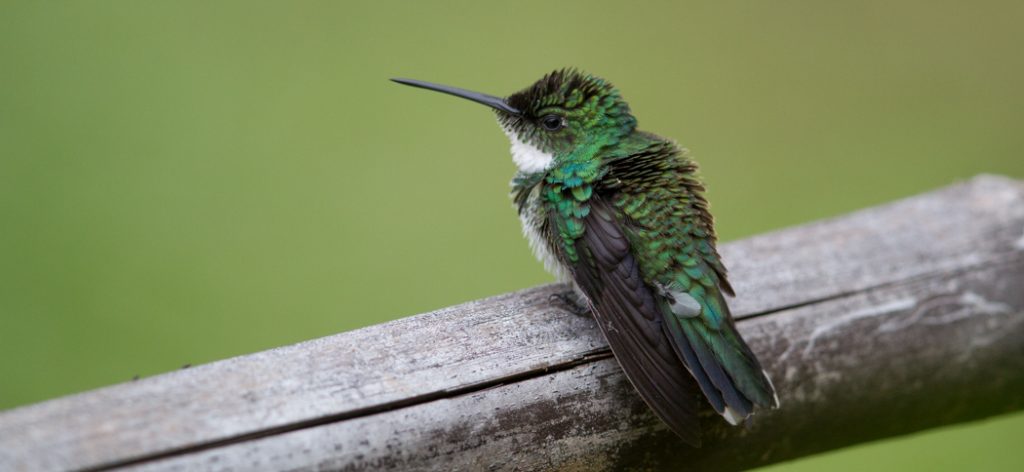white-throated_hummingbird