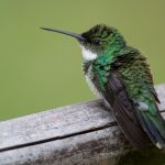white-throated_hummingbird